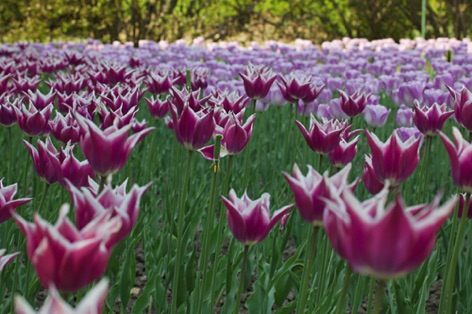 Tulipani